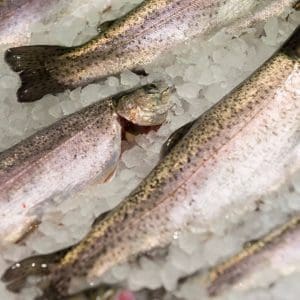 Various trout arranged on a bed of ice.