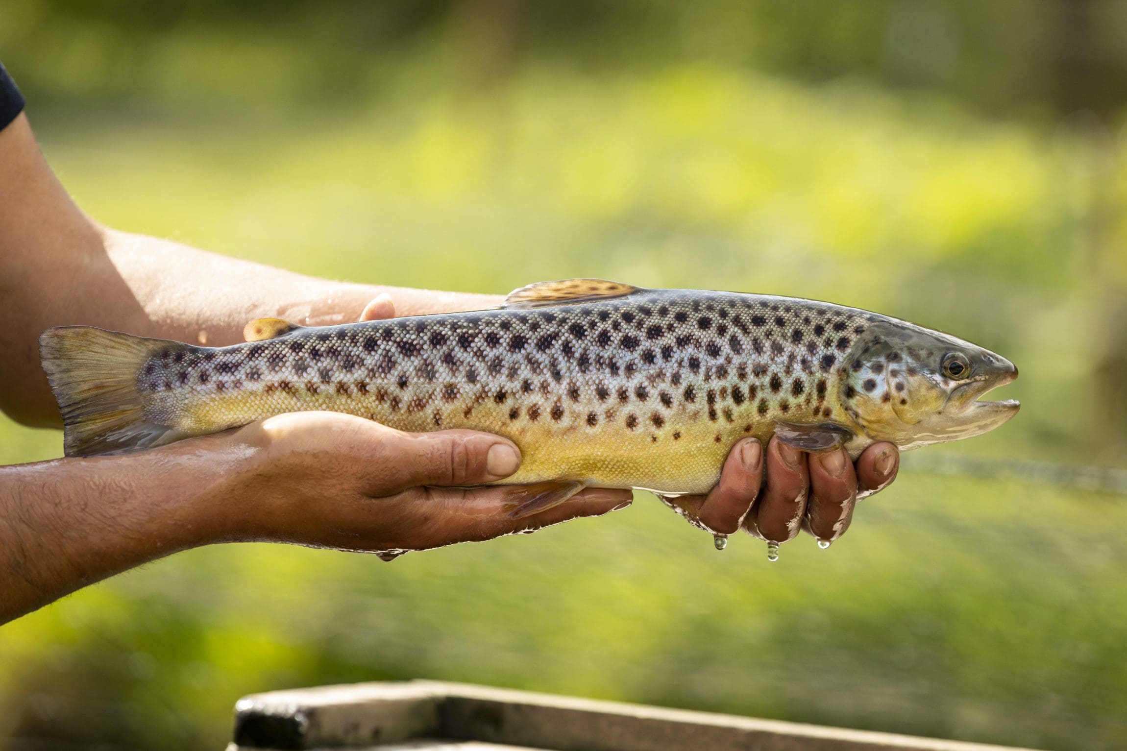 KayRansomPhotography6938 Man with a net moving fish in the hatchery at Bibury Trout Farm.